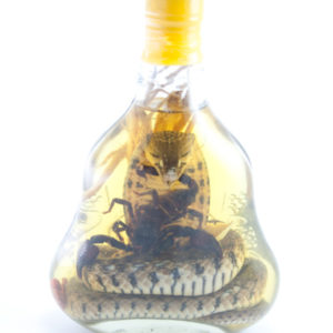 Alcool Snake Wine Grande Bouteille Vin de Serpent